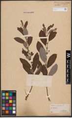 Foto von Salix cinerea L.